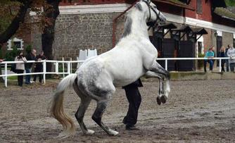 Bílý kůň na cvičišti